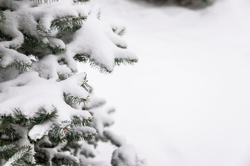 Branches of the Christmas tree covered with snow.