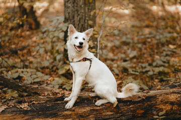 Naklejka na ściany i meble Adorable white dog sitting on old tree in autumn woods. Cute mixed breed swiss shepherd puppy