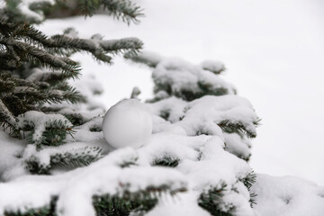 Fototapeta na wymiar Christmas tree branch with snow.