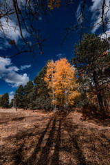 Fototapeta premium Forest in the Fall