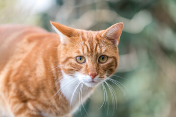 Obraz premium portrait of a cat with eyes