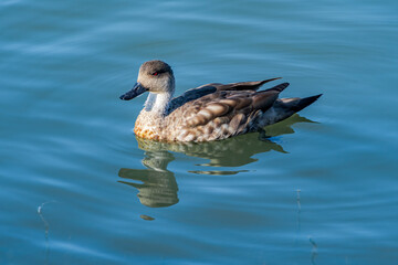 Crested Duck (Lophonetta specularioides) in Ushuaia area, Land of Fire (Tierra del Fuego), Argentina