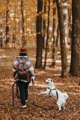 Fototapeta premium Stylish woman training white dog in sunny autumn woods. Cute swiss shepherd puppy learning