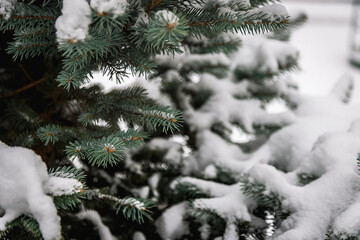 Christmas tree branch with snow.