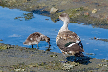 Crested Duck (Lophonetta specularioides) with ducklings in Ushuaia area, Land of Fire (Tierra del Fuego), Argentina