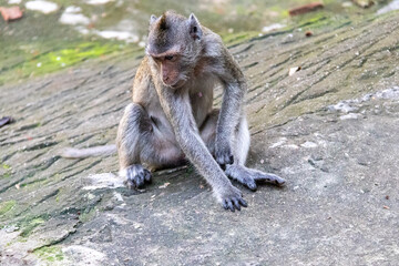 Singe à Battambang, Cambodge