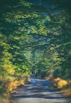 Active People Hiking in the Forest