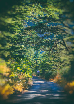 Hiking in the Forest