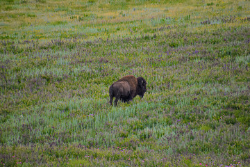 american bison in Custer state park