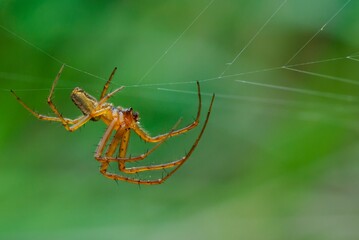 Garden Spider male at dusk.  Waiting motionless  for prey. Blurred natural green background, closeup. Side view. Genus species Araneus diadematus.