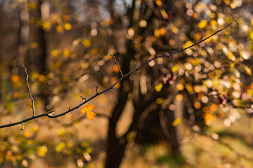 lonely yellow leaf on a branch. autumn background. sunny day.
