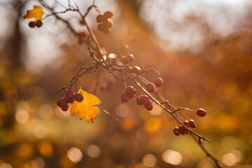 lonely yellow leaf on a branch. autumn background. sunny day.