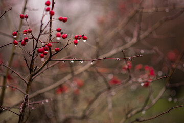 Small red fruits. branch covered with ice drops. cold winter background