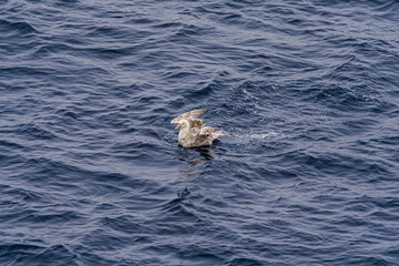 Fototapeta premium Southern Giant Petrel (Macronectes giganteus) in South Atlantic Ocean, Southern Ocean, Antarctica