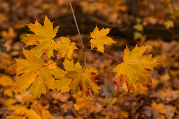 Autumn leaves and blurred foliage . Fall background.