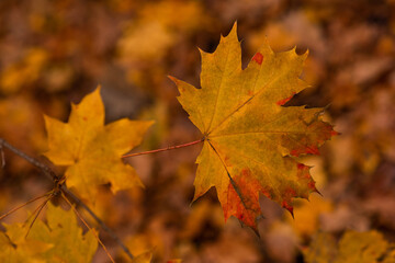 Autumn leaves and blurred foliage . Fall background.