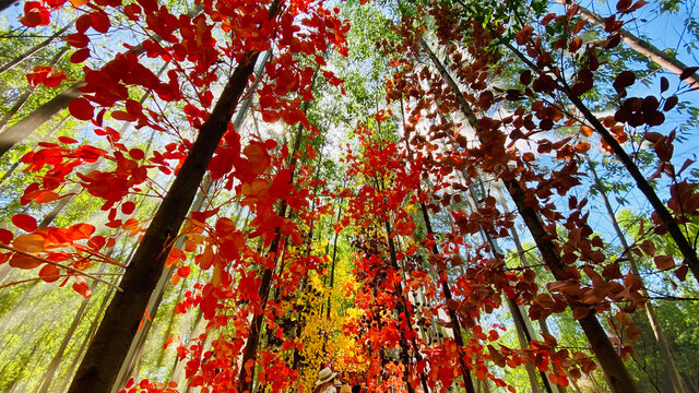 leaves