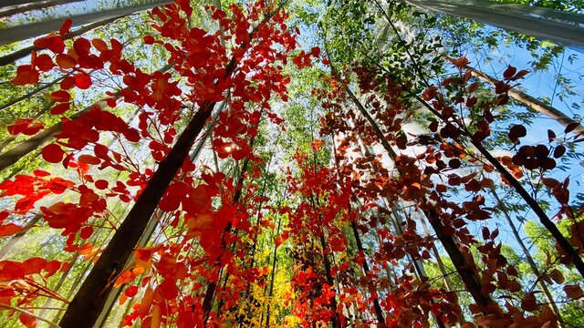 autumn leaves background