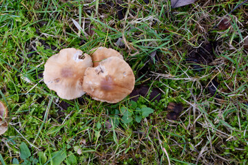 Hydnangiaceae Mushroom 07