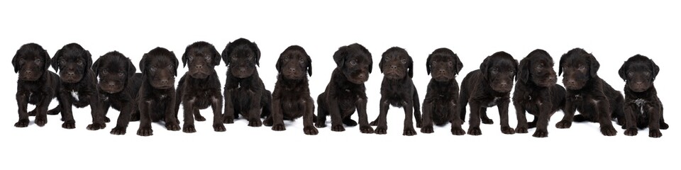 Czech pointer dog or Bohemian wire dog named Cesky fousek eight - week puppy isolated on white