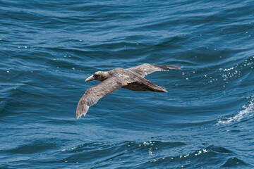 Naklejka premium Southern Giant Petrel (Macronectes giganteus) in South Atlantic Ocean, Southern Ocean, Antarctica