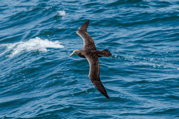 Southern Giant Petrel (Macronectes giganteus) in South Atlantic Ocean, Southern Ocean, Antarctica