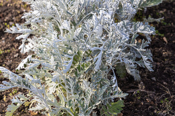 Beautiful green white and silver curved leaves Jacobaea maritima Silver Ragwort