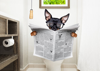 bij toilet, wc-bril en krant lezen hond
