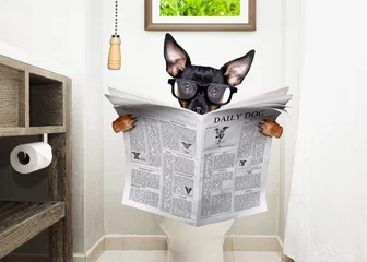 Fototapete Lustiger Hund bei Toilette, Toilettensitz und Zeitung lesen Hund