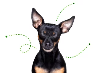 Voile Gardinen Lustiger Hund Hund mit Flöhen, Zecken oder Insekten