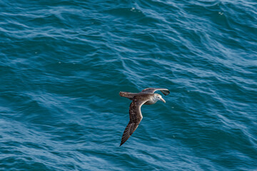 Southern Giant Petrel (Macronectes giganteus) in South Atlantic Ocean, Southern Ocean, Antarctica