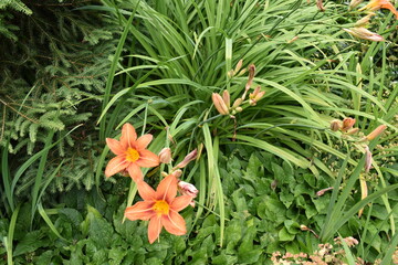 orange flowers in the garden