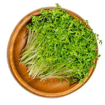 Garden cress sprouts in a wooden bowl. Cress, pepperwort or peppergrass. Green seedlings and young plants of Lepidium sativum, a healthy microgreen. Close-up, from above, over white, macro food photo.