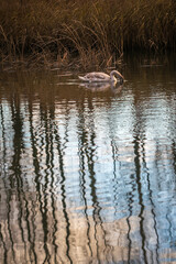 Young swan in a pond water