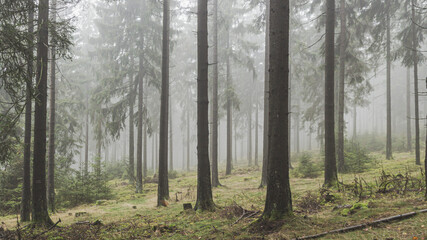forest in fog
