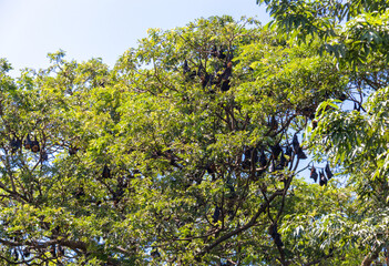 Chauve-souris géantes dans un arbre à Battambang, Cambodge