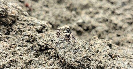 the ants eat the flies