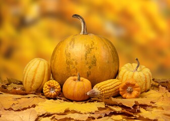 Naklejka na ściany i meble Autumn punpkins with corn cobs isolated on fallen leaves.