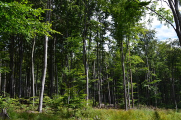 Piękny bukowy las w lecie, ż&oacute;łty szlak na Ślężę, Polska