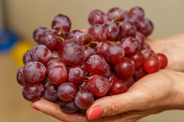 Bunch of grapes in the hands of a girl. Handpicked ripe grapes closeup. Fresh juicy berries. Healthy organic sweet fruit. Delicious autumn natural dessert. Vitamins diet for woman