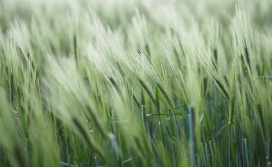 Ackerbau - Getreideähren neigen sich im Wind