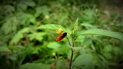 black orange insects perched on yellow flower buds in weeds
