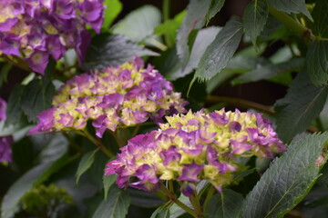 Fototapeta premium hydrangeas in the park 