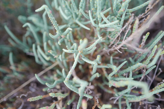 Closeup shot of a cladonia lichen grass growing in a filed