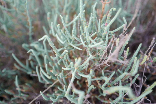 Closeup shot of a cladonia lichen grass growing in a filed
