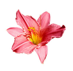 Pink lily flower  on white isolated background with clipping path. Closeup. For design. Nature.
