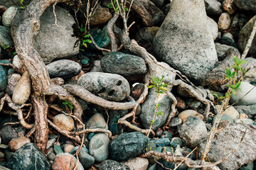 Small green sprouts of tree grows from roots. Nature sunny background of beautiful roots of deciduous tree on stony shore. Tree grows on of pile stones. Vitality plants. Snags on boulders in sunlight.
