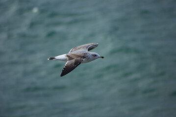 Seagull flying above the sea on a sunny day
