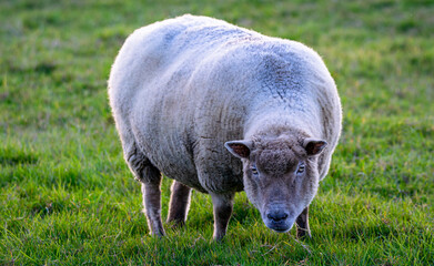 Vendée, France: November 2020 a white sheep in a green field in the town of Saint Gilles Croix de Vie.