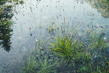 Nature background of green vegetation and stones in clear water. Greenery on bottom of mountain lake after flood. Reflection of trees silhouettes in calm transparent water surface. Underwater flora.
